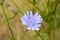 Solitary chicory blossom.