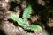 A solitary Christmas Fern basks in the sunshine on the forest floor