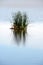 Solitary clump of swamp grass reflected in the lake