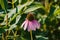 A solitary coneflower to bloom in the back garden