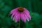 A solitary coneflower to bloom in the back garden