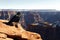 Solitary Crow on Rock Overlooking Grand Canyon: A Moment of Contemplation
