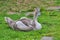 Solitary cygnet of mute swan,, Cygnus on grass