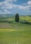 Solitary cypress tree in Tuscan landscape