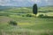Solitary cypress tree in Tuscan landscape