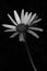 Solitary Daisy flower with black background