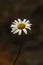 Solitary daisy with smooth background