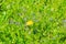 Solitary dandelion flower among grass and Veronica Chamaedrys on