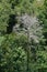 A solitary dead tree or dry tree among green foliage of a deciduous forest.