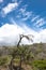 Solitary dead tree, Fraser Island, Australia