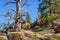 Solitary dead tree on rocks, high altitude in the mountain woods, with a blue sky and green forest background. Destroyed by insect