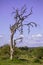 A solitary dead tree in south african savannah