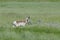 Solitary deer on the prairie