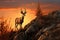 a solitary deer standing on a hilltop against the setting sun