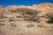 Solitary Desert Tree in the Jordanian Countryside