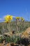 Solitary desert wildflowers on rocky hill