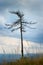 Solitary dried dead tree, Stone Mountains, Sudetes, Czech Republic.