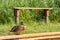 Solitary duck by bench