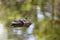 Solitary duck peacefully floating in a tranquil body of water