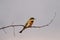 Solitary dwarf bee-eater (Merops pusillus) resting on a branch