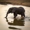 Solitary elephant crossing water