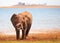 Solitary elephant with it\'s trunk curled around