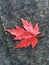 Solitary fall colored leaf