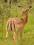 Solitary female impala