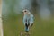 Solitary Female Mountain Bluebird perched