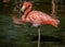 A Solitary Flamingo