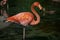 A Solitary Flamingo