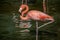 A Solitary Flamingo