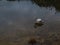 solitary flamingo, profile, remains standing in the shallow water