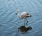 solitary flamingo, profile, remains standing in the shallow water