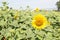 Solitary flower outstanding in a sunflower field.