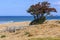 Solitary flowering pohutukawa tree on the beach, Mount Maunganui, New Zealand