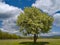 The Solitary flowering tree and cloudy sky