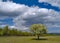 The Solitary flowering tree and cloudy sky