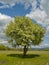 The Solitary flowering tree and cloudy sky