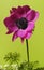 Solitary french anemone isolated on green