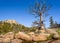 Solitary, giant dead tree on rocks, high altitude in the mountain woods, with a blue sky and green forest background. Destroyed by