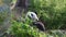 A solitary giant panda bear eats bamboo