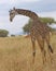 Solitary giraffe