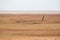 Solitary giraffe in Amboseli national park, Kenya.