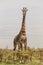 Solitary giraffe in Amboseli national park, Kenya.