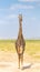 Solitary giraffe in Amboseli national park, Kenya.