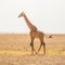 Solitary giraffe in Amboseli national park, Kenya.