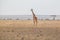 Solitary giraffe in Amboseli national park, Kenya.