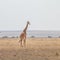 Solitary giraffe in Amboseli national park, Kenya.