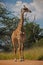 Solitary Giraffe Giraffa camelopardalis